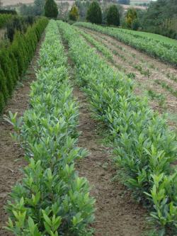 Prunus laurocerasus herbergii 60/80 mB
Co. 10l