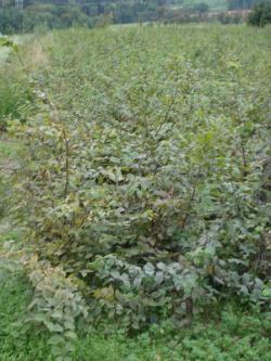 Carpinus betulus 100/125, 125/150 with bale, container 10 litres, 12 litres Carpinus betulus 100/125, 125/150 with bale, container 10 litres, 12 litres
