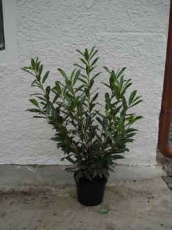 Prunus laurocerasus caucasica 80/100 with bale, container 12 litres Prunus laurocerasus caucasica 80/100 with bale, container 12 litres