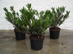 Prunus laurocerasus ottolyken 40/50 with bale, container 7,5 litres Prunus laurocerasus ottolyken 40/50 with bale, container 7,5 litres