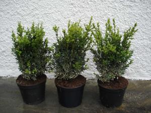 Buxus sempervierens hedge 30/40, 40/50 with bale, container 7,5 litres /10 litres Buxus sempervierens hedge 30/40, 40/50 with bale, container 7,5 litres /10 litres