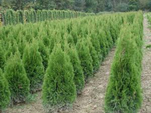 Thuja Smaragd 100/125 with bale Thuja Smaragd 100/125 with bale