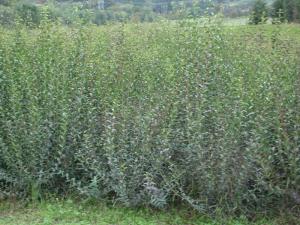 Ligustrum atrovierens 100/125, 125/150 with bales, container 10 litres, 12 litres Ligustrum atrovierens 100/125, 125/150 with bales, container 10 litres, 12 litres