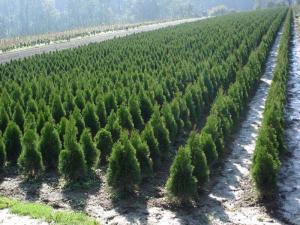 Thuja smaragd 60/80, 80/100 with bale Thuja smaragd 60/80, 80/100 with bale